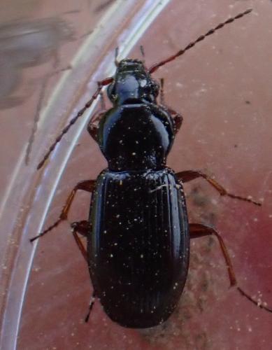 Réf. 323 902 : Pterostichus strenuus